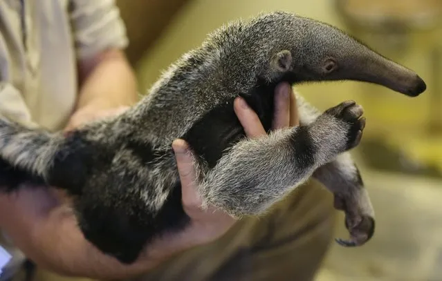 A baby of giant anteater is presented at its enclosure at the zoo in Prague, Czech Republic, Wednesday, March 2, 2016. The baby was born on Jan. 20, 2016. For Prague Zoo it is the first baby anteater born in its breeding history. (Photo by Petr David Josek/AP Photo)