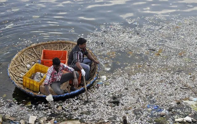 Municipal workers clear dead fish from the Ulsoor Lake in Bengaluru, India, March 7, 2016. The reason for the death of thousands of fish remains unclear. (Photo by Abhishek Chinnappa/Reuters)