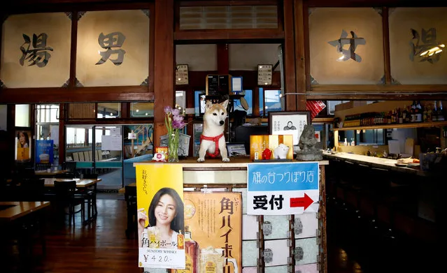 A pet dog sits on a front desk at Hatanodai Indoor Fishing, an indoor fishing facility which was converted from an old bathhouse that went out of business, in Tokyo, Japan, March 14, 2019. The sign on the door reads, “For men (L), For women”. (Photo by Kim Kyung-Hoon/Reuters)