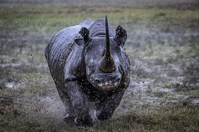 This black rhino was unhappy to see two buffalo close to its territory in Kenya on September 2022, and charged to rid himself of the nuisance. (Photo by Paul Goldstein/South West News Service)
