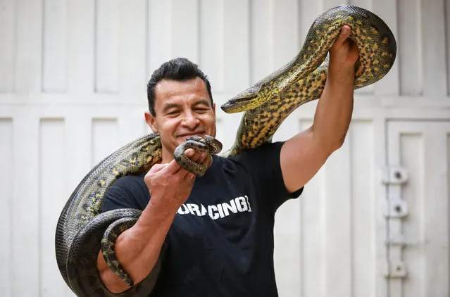 Jaime Sanchez holds a 7 years old Green Anaconda (Eunectes murinus) and one of the nineteen babies born in captivity, in Mexico City, Mexico on October 13, 2021. Green Anacondas are part of the private reptile collection of Jaime Sanchez and this is the first time that this species is born in Mexico, The Green Anaconda, native to South America, is the heaviest species of snake in the world. (Photo by Daniel Cardenas/Anadolu Agency via Getty Images)