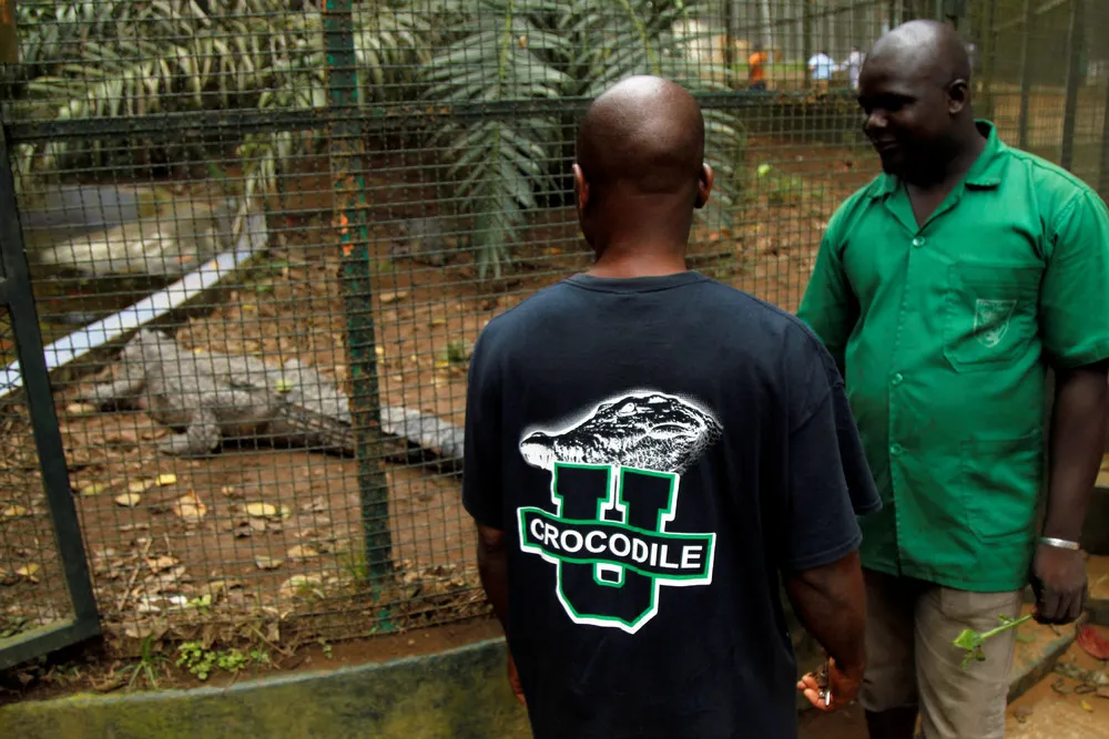Crocodiles Bred at Abidjan's Zoo
