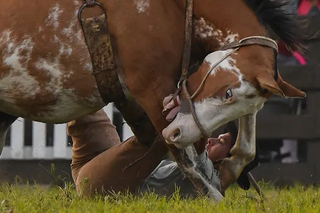 A gaucho falls from a bucking colt during the traditional rodeo week in Montevideo on April 14, 2019 (Photo by Pablo Porciuncula Brune/AFP Photo)