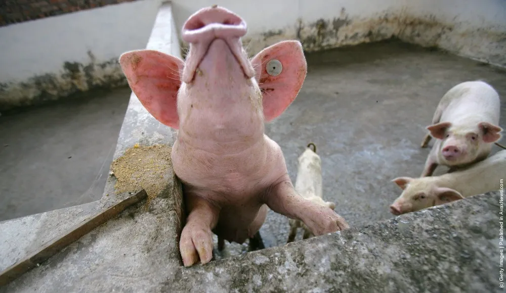 Tasty Pork. Bon Appetit!