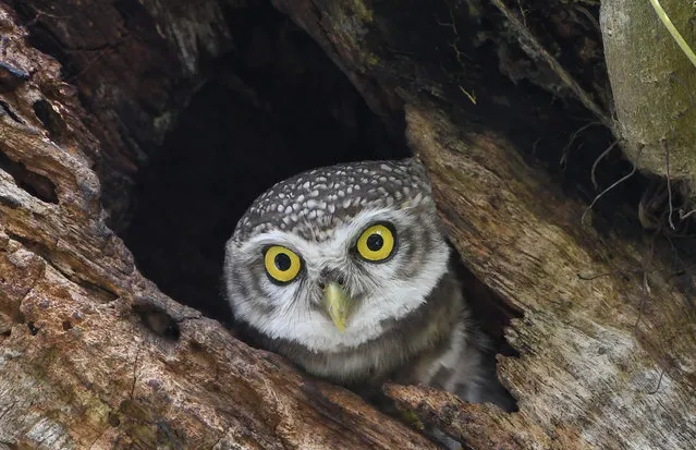 An Indian spotted owl looks out from its nest in a tree in Guwahati on May 7, 2019. (Photo by Biju Boro/AFP Photo)