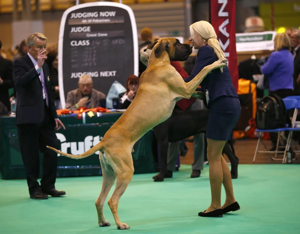 Dog Show in Birmingham