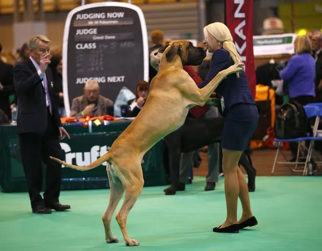 A Great Dane jumps up at its handler as it is judged during the first day of the Crufts dog show in Birmingham, central England March 6, 2014. (Photo by Darren Staples/Reuters)