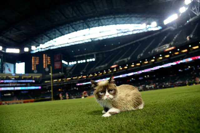 “Grumpy Cat” walks on the grass at Chase Field on September 7, 2015 in Phoenix, Arizona. (Photo by Jennifer Stewart/Arizona Diamondbacks/Getty Images)