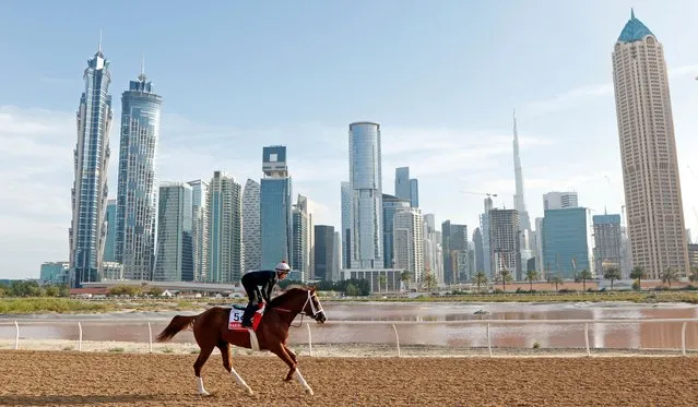 A jockey takes Kabirkhan, a rising star, along the Al Quoz training track on March 27, 2024 to prepare for the Dubai World Cup on Saturday. (Photo by Steven Cargill/racingfotos.com/Rex Features/Shutterstock)