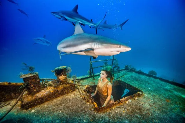 A handout picture made available on April 14, 2016 shows the Brazilian TV personality and conservationist Karina Oliani films in a shark sanctuary for a project highlighting the species’ risk of extinction in Nassau, the Bahamas. (Photo by Alex Socci/Barcroft Animals)