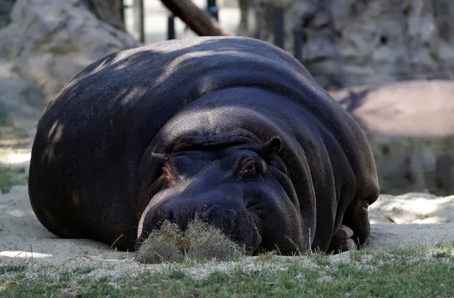 A hippopotamus rests in its enclosure in Schoenbrunn zoo, as a heatwave hits the country, in Vienna, Austria on June 26, 2019. (Photo by Leonhard Foeger/Reuters)