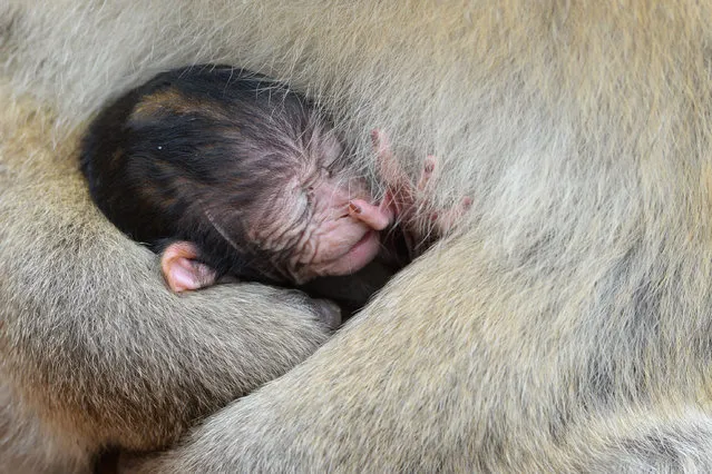 A picture made available on 17 April 2016 shows a Barbary macaque baby cuddling up to its mother at the Affenberg outdoor enclosure near Salem, Germany, 13 April 2016. The five-day old baby is the first to be born at the enclosure in 2016. The largest monkey park in Germany expects about 15 monkey babies in 2016. (Photo by Felix Kastle/EPA)