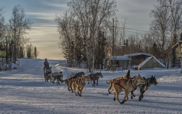 In a photo provided by the Iditarod Trail Committee, Iditarod musher Katherine Keith arrives at the Huslia checkpoint with 13 dogs in harness Friday morning March 10, 2017, in Huslia, Alaska. Huslia is the halfway point of the Iditarod Trail Sled Dog Race at mile 478 of the 979-mile trail for this year¹s race. (Photo by Mike Kenney/Iditarod Trail Committee via AP Photo)