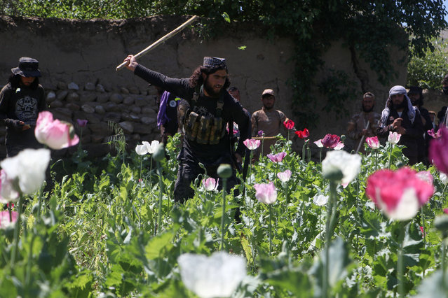 Afghan security personnel destroy a poppy field in Argo district on May 13, 2024. (Photo by Omer Abrar/AFP Photo)