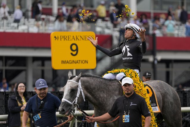 Jaime Torres, atop Seize The Grey, reacts after winning the Preakness Stakes horse race at Pimlico Race Course, Saturday, May 18, 2024, in Baltimore. (Photo by Julia Nikhinson/AP Photo)