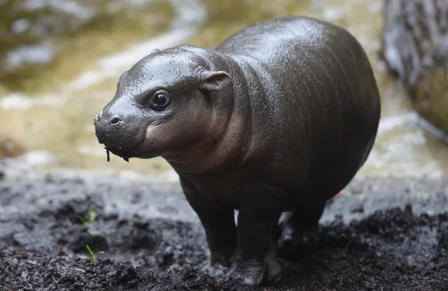 Obi, a male Pygmy Hippo calf, is seen inside its enclosure at the Melbourne Zoo, in Melbourne, Australia, 18 June 2015. Pygmy Hippos are endangered in the wild. (Photo by Tracey Nearmy/EPA)