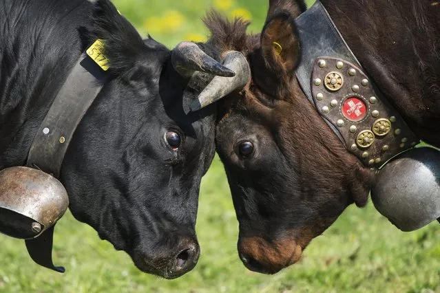 Two cows fight during the “Combats de Reines” (Battle of the Queens), a traditional cow fight in Bussy-Chardonney, western Switzerland, 13 April 2014. During the combat the cows push forehead against forehead. The annual event exists since the 1920s. (Photo by Jean-Christophe Bott/EPA)
