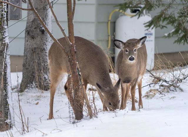Deer roam through Truro, N.S. on Friday, January 14, 2022. The town is planning to bring in hunters armed with crossbows to kill 20 female deer to deal with a deer population that is not manageable. (Photo by Canadian Press/Rex Features/Shutterstock)