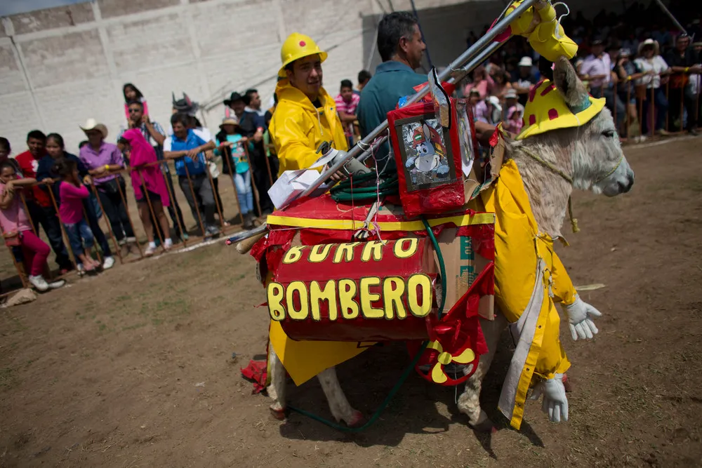 Donkey Festival in Mexico