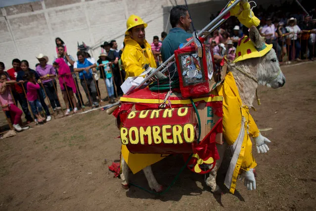 In this May 1, 2016 photo, a team parades a donkey dressed as a firefighter, during the costume competition event at the annual donkey festival in Otumba, Mexico state, Mexico. The firefighter donkey finished second in the competition to win a prize of 7,000 pesos, or about $400 dollars. The annual donkey fair in this small town just north of Mexico City attracts up to 40,000 people who come to see the animals compete in costumes and race around a track with jockeys on their backs. (Photo by Rebecca Blackwell/AP Photo)