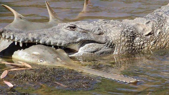 This undated handout photo released by the Department of Parks and Wildlife and Murdoch University on April 13, 2017 shows a freshwater crocodile preying on a young sawfish in Western Australia's Fitzroy River. The rare photograph released on April 13 by Murdoch University shows a young sawfish caught in the clutches of a freshwater crocodile's jaw. The sharpened teeth on the saw-like snout of the critically endangered Australian sawfish proved little defence against its deadliest underwater predators the crocodile and shark. (Photo by AFP Photo/Murdoch University and Department of Parks and Wildlife)