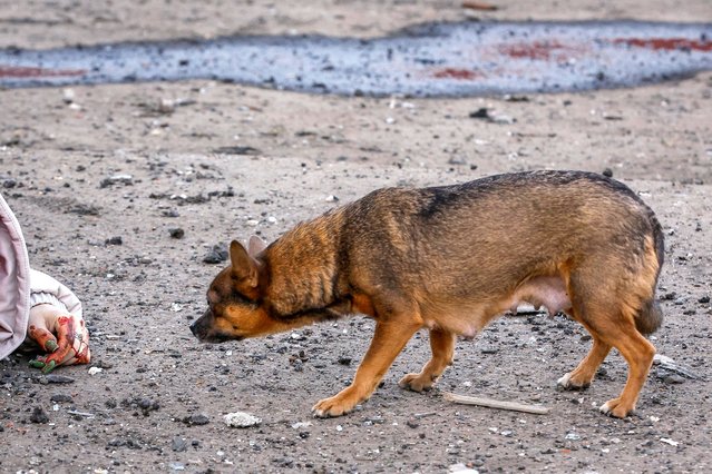 A dog approaches the body of a woman killed by recent shelling in the town of Volnovakha in the Donetsk region, Russian-controlled Ukraine on March 13, 2023. (Photo by Alexander Ermochenko/Reuters)