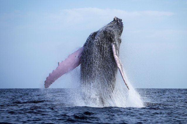 A humpback whale breaches off near Iguana Island, Panama, Sunday, July 14, 2024. The whale-watching season runs from July to October, the time that humpback whales migrate to the warm waters off Panama's Pacific coast to breed and give birth. (Photo by Matias Delacroix/AP Photo)