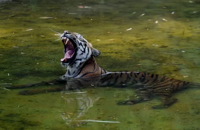 An Indian tiger rests in a pool of water amid rising temperatures at Alipore Zoological Gardens in Kolkata on May 16, 2017. (Photo by Dibyangshu Sarkar/AFP Photo)