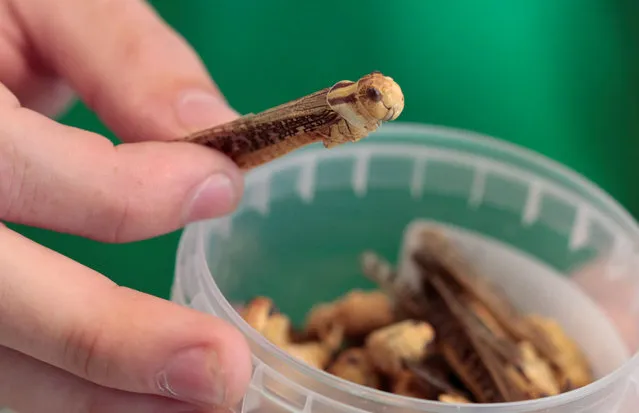 An attendee at the “Eating Insects Detroit: Exploring the Culture of Insects as Food and Feed” conference at Wayne State University shows an edible freeze-dried locust insect in Detroit, Michigan May 26, 2016. (Photo by Rebecca Cook/Reuters)