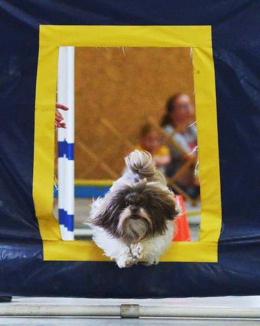 Iris and her owner Maizie Murphy, 13, of St. Joseph, Mich., run through an obstacle course during agility dog judging, Thursday, August 15, 2024, at the Berrien County Youth Fair in Berrien Springs, Mich. (Photo by Don Campbell/AP Photo)