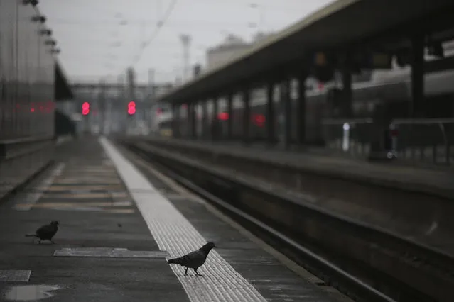 A pigeon perches on a platform at the Gare de Lyon train station, Friday, December 6, 2019 in Paris. Frustrated travelers are meeting transportation chaos around France for a second day, as unions dig in for what they hope is a protracted strike against government plans to redesign the national retirement system. (Photo by Rafael Yaghobzadeh/AP Photo)