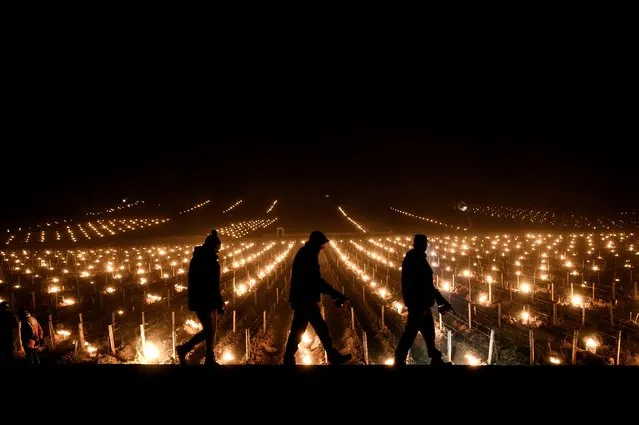 Winegrowers walk after lighting candles in the vineyards to protect them from frost on April 4, 2022 around Puligny-Montrachet. (Photo by Jeff Pachoud/AFP Photo)