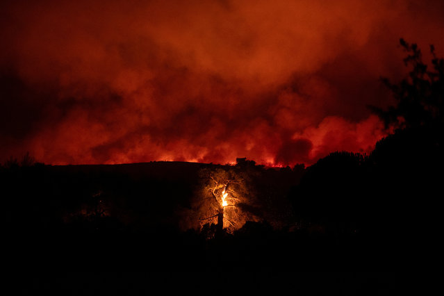 A tree burns as flames and smoke rise from a wildfire burning in the village of Varnavas, near Athens, Greece on August 11, 2024. (Photo by Hilary Swift/Reuters)