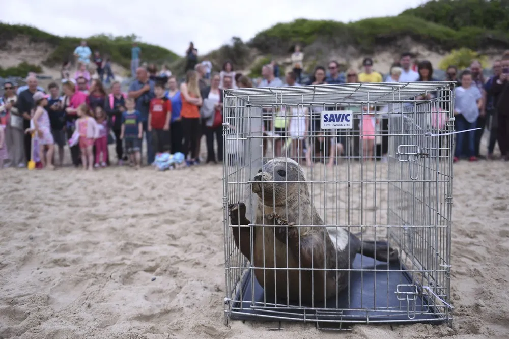 Seals Rescue