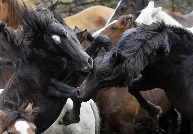 Two horses fight during the “Rapa Das Bestas” traditional event in the Spanish northwestern village of Sabucedo July 6, 2014. On the first weekend of the month of July, hundreds of wild horses are rounded up, trimmed and groomed in different villages in the Spanish northwestern region of Galicia. (Photo by Miguel Vidal/Reuters)
