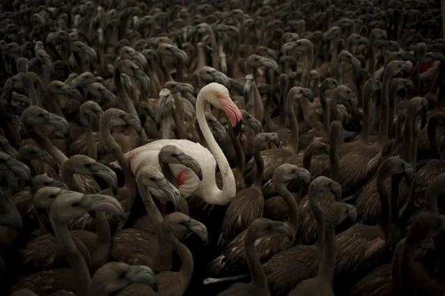 A flamingo and flamingo chicks are seen in a corral before being fitted with identity rings at dawn at a lagoon in the Fuente de Piedra natural reserve, in Fuente de Piedra, near Malaga, southern Spain, August 8, 2015. Around 600 flamingo chicks were tagged and measured before being placed in the lagoon, one of the largest colonies of flamingos in Europe, according to authorities of the natural reserve. (Photo by Jon Nazca/Reuters)