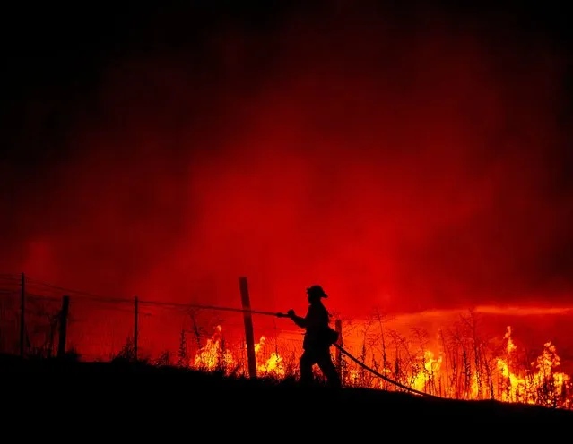 A firefighter sprays down flames as the Detwiler fire rages on near the town of Mariposa, California on July 18, 2017. (Photo by Josh Edelson/AFP Photo)
