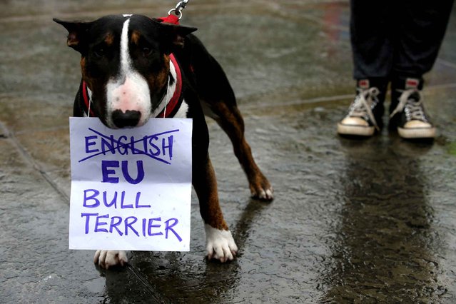 A Bull Terrier called “T-Bone” holds a placard in his mouth at an anti-Brexit protest in Trafalgar Square in central London on June 28, 2016. EU leaders attempted to rescue the European project and Prime Minister David Cameron sought to calm fears over Britain's vote to leave the bloc as ratings agencies downgraded the country. Britain has been pitched into uncertainty by the June 23 referendum result, with Cameron announcing his resignation, the economy facing a string of shocks and Scotland making a fresh threat to break away. (Photo by Justin Tallis/AFP Photo)