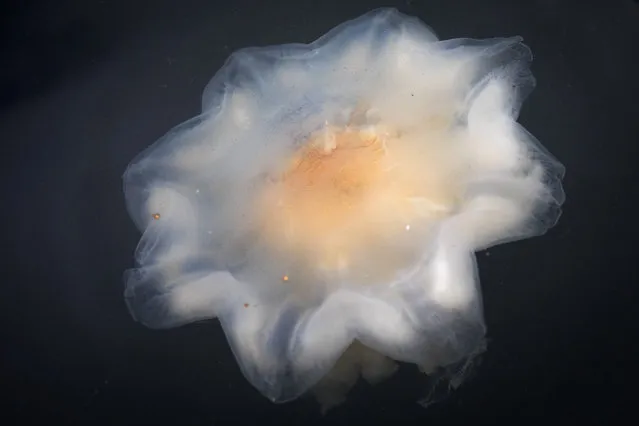 A lion's mane jellyfish (Cyanea capillata) is seen in the water off the island of Lindoya in the Oslo fjord on August 4, 2017. It is the largest known species of jellyfish an its range is confined to cold, boreal waters of the Arctic, northern Atlantic, and northern Pacific Oceans. It uses it's stinging tentacles to capture, pull in and eat prey such as fish and other sea creatures. (Photo by Odd Andersen/AFP Photo)
