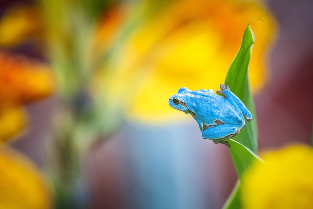 A very rare blue colored tree frog, which is normally known for its green color, holds onto a leaf in Karacabey district of Bursa, Turkiye on June 28, 2024. (Photo by Alper Tuydes/Anadolu via Getty Images)