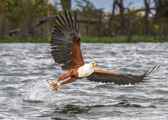 An eagle swoops to snatch a fish from Lake Naivasha in Kenya in the last decade of October 2024. (Photo by Allen He/Solent News)