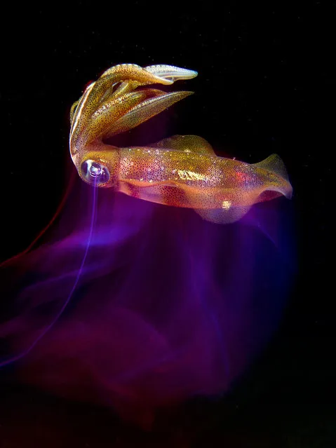 Compact category runner-up: Squid in Disco Fever by Enrico Somogyi (Germany) in Anilao, Philippines. A reef squid at night. (Photo by Enrico Somogyi/Underwater Photographer of the Year 2020)