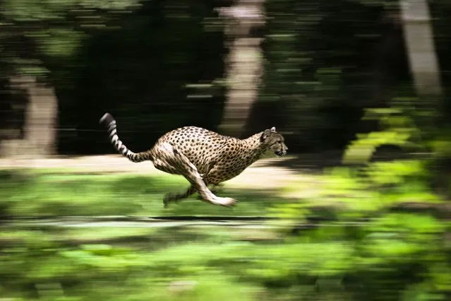 A cheetah runs behind a decoy in its enclosure in the African Safari zoo in Plaisance du Touch, near Toulouse southwestern France, during training in the cheetah race to fight against the sedentary lifestyle of big cats, on July 7, 2022. (Photo by Lionel Bonaventure/AFP Photo)