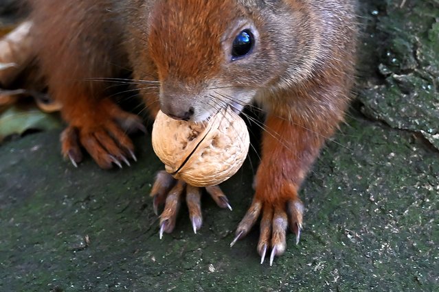 A squirrel carries a walnut in its mouth in the Skaryszewski Park in Warsaw, Poland, on November 5, 2024. (Photo by Sergei Gapon/AFP Photo)