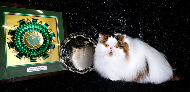Tickles, a brown tabby with white Persian cat is seen in a studio portrait after winning Best In Show at the Yorkshire and Cumberland cat club championship show at Doncaster Dome on November 09, 2024 in Doncaster, England. (Photo by Shirlaine Forrest/Getty Images)