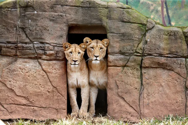 Lions peer out of their sleeping quarters at the family-owned Billabong Zoo, which was forced to close due to the coronavirus disease (COVID-19), in Port Macquarie, NSW, Monday, March 30, 2020. (Photo by Nathan Edwards/AAP Image)