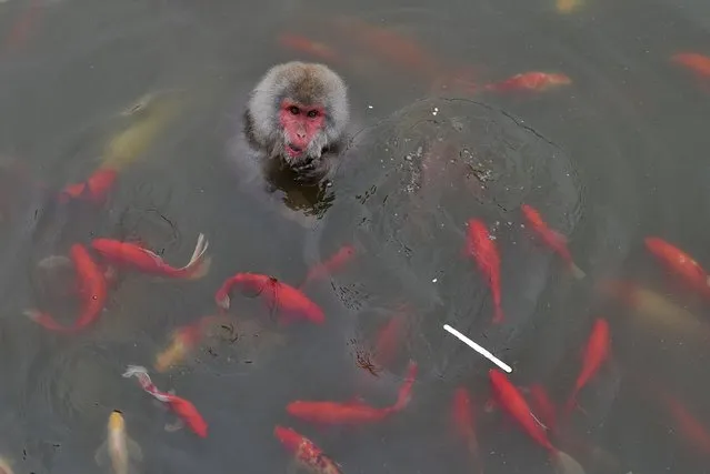 A monkey chews ice-cream in a pond surrounded by carps at a zoo in Hefei, Anhui province, August 22, 2014. (Photo by Reuters/Stringer)