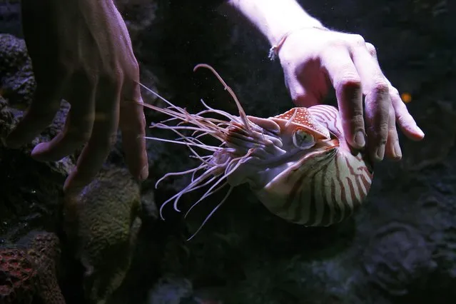 Aquarist Bret Grasse feeds a Chambered nautilus in preparation for the upcoming “Tentacles: The Astounding Lives of Octopuses, Squid and Cuttlefishes” exhibition at the Monterey Bay Aquarium in Monterey, California. (Photo by Michael Fiala/Reuters)