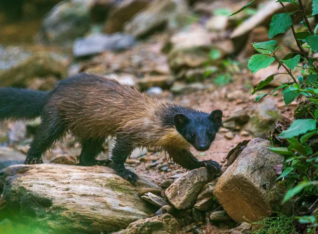 A Yellow-throated Marten is spotted in a forest in Kathmandu, Nepal, 30 April 2020. (Photo by Narendra Shrestha/EPA/EFE)