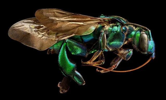 Thirteenth place: Exaerete frontalis (orchid cuckoo bee) from the collections of the Oxford University Museum of Natural History, Ramsbury, United Kingdom. (Photo by Levon Biss/Levon Biss Photography Ltd/2017 Nikon Small World Photomicrography Competition)
